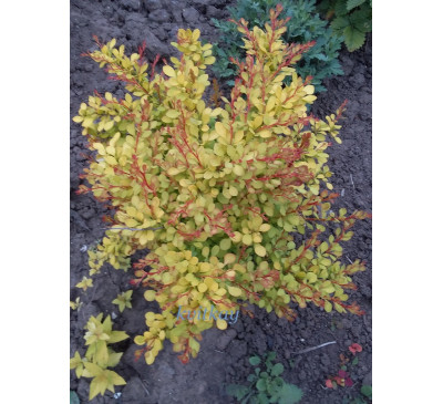 Барбарис Тунберга GOLDEN HORIZON (BERBERIS thunbergii GOLDEN HORIZON)